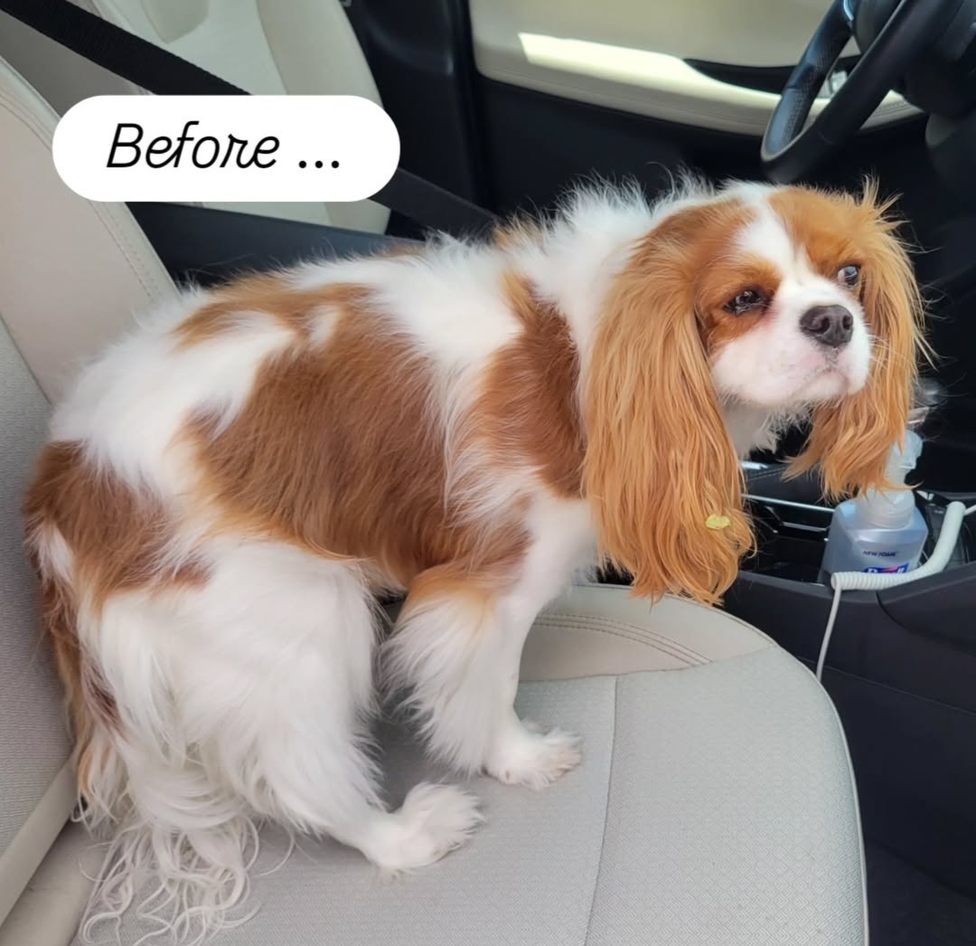 2025-07-22 Bingley Before puppy cut.jpg